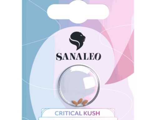 Cannabis Samen Online kaufen – Critical Kush Seeds